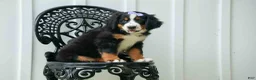 Bernese Mountain Dog dogs for sale: SOPHIE - Ad 14