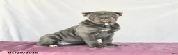 Cane Corso dogs for sale: Meadow - Ad 2