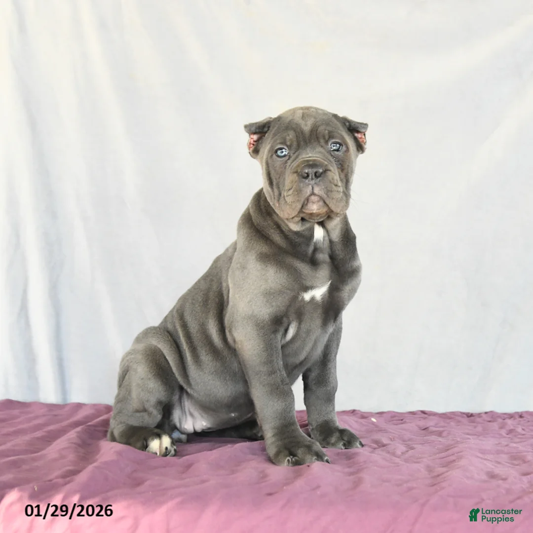 Cane Corso dogs for sale: Meadow - Ad 2