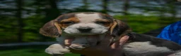 Beagle dogs for sale: Nicky - Ad 7