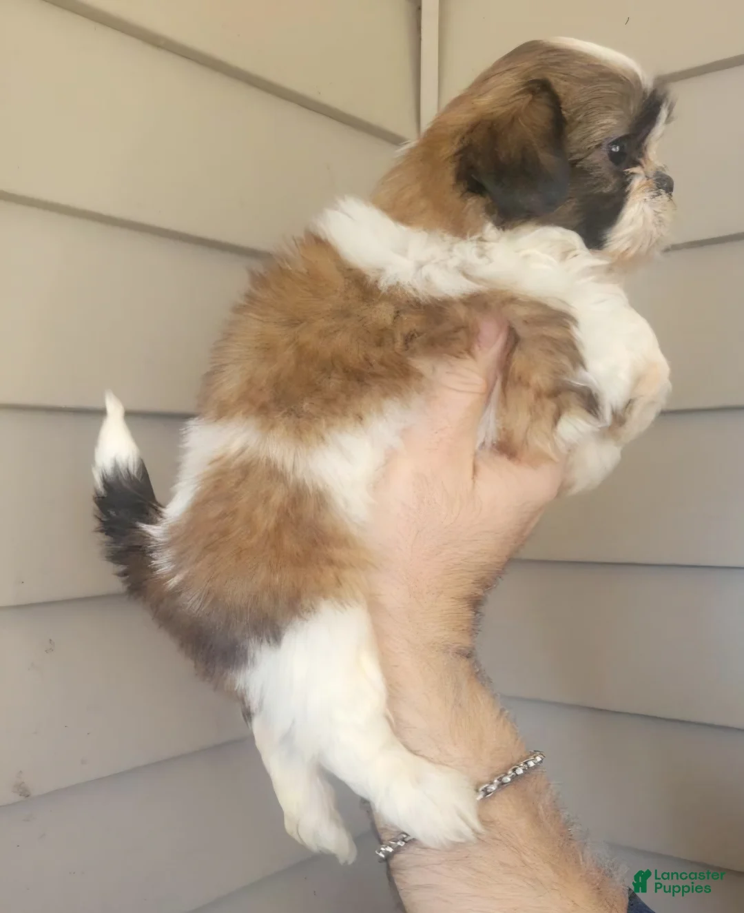 Shih Tzu dogs for sale: Shih Tzu Puppy tina - Ad 2