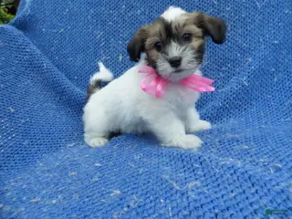 Morkie dogs Pommy - Ad 2