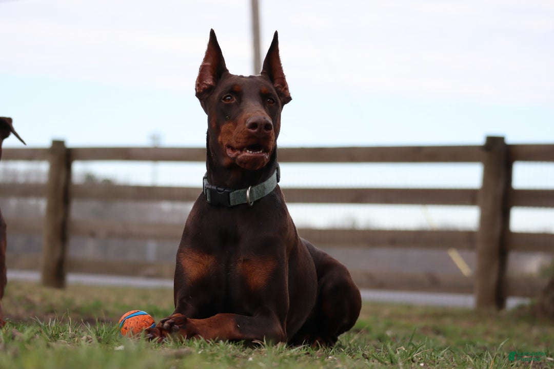 Doberman Pinscher dogs for sale: Scarlet - Ad 6