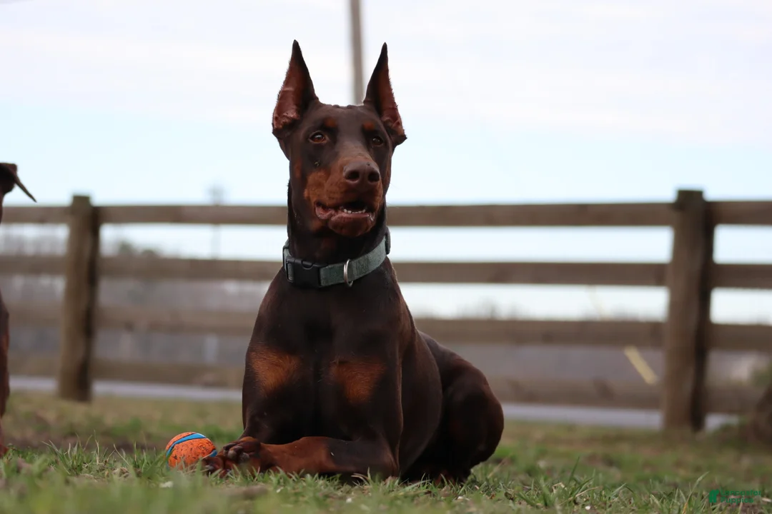 Doberman Pinscher dogs for sale: Scarlet - Ad 6