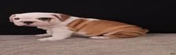 English Bulldog dogs for sale: Sally  - Ad 14