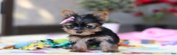 Yorkshire Terrier dogs for sale: Saige - Ad 10