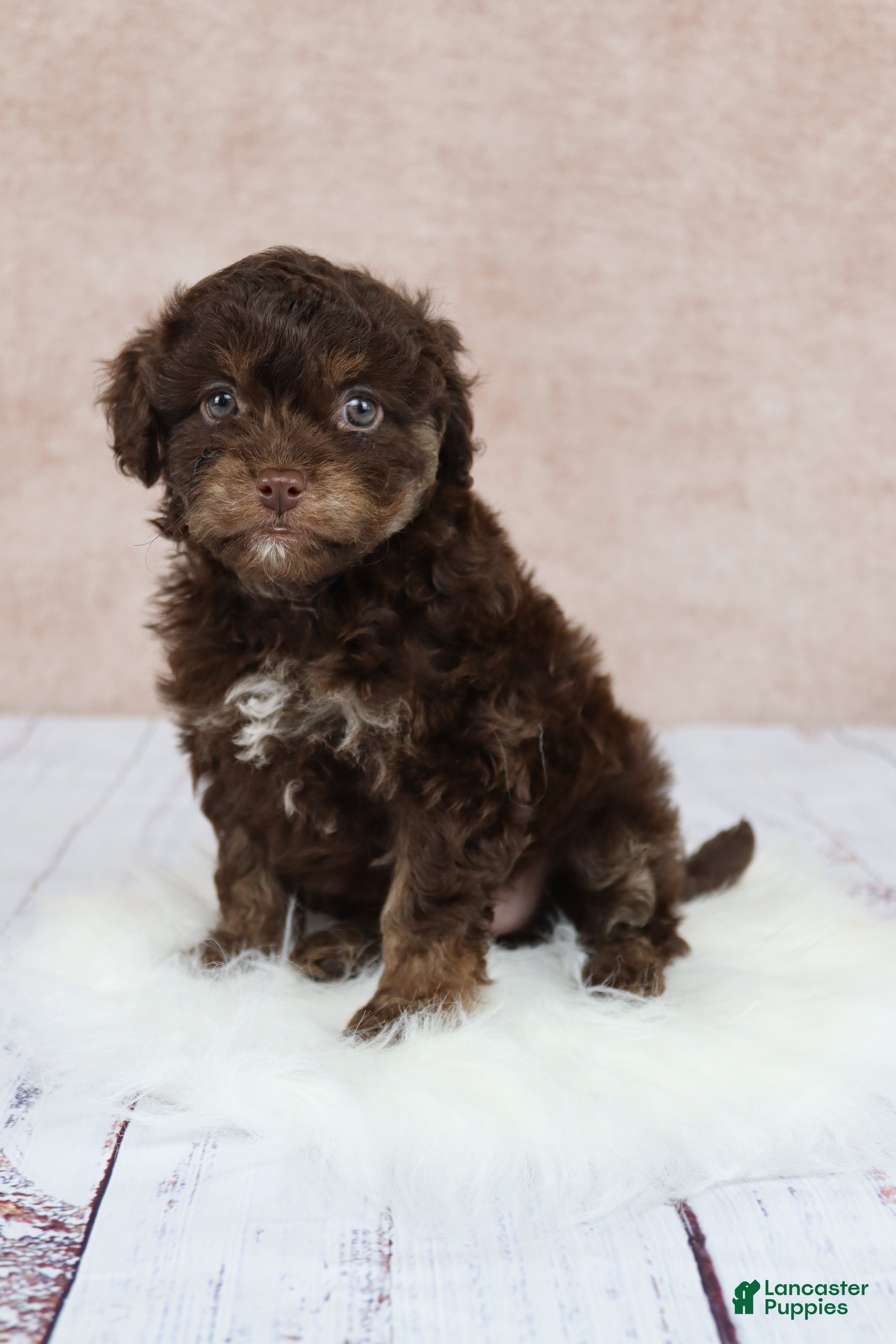 Cavapoo dogs F1B  Coco - Ad 1
