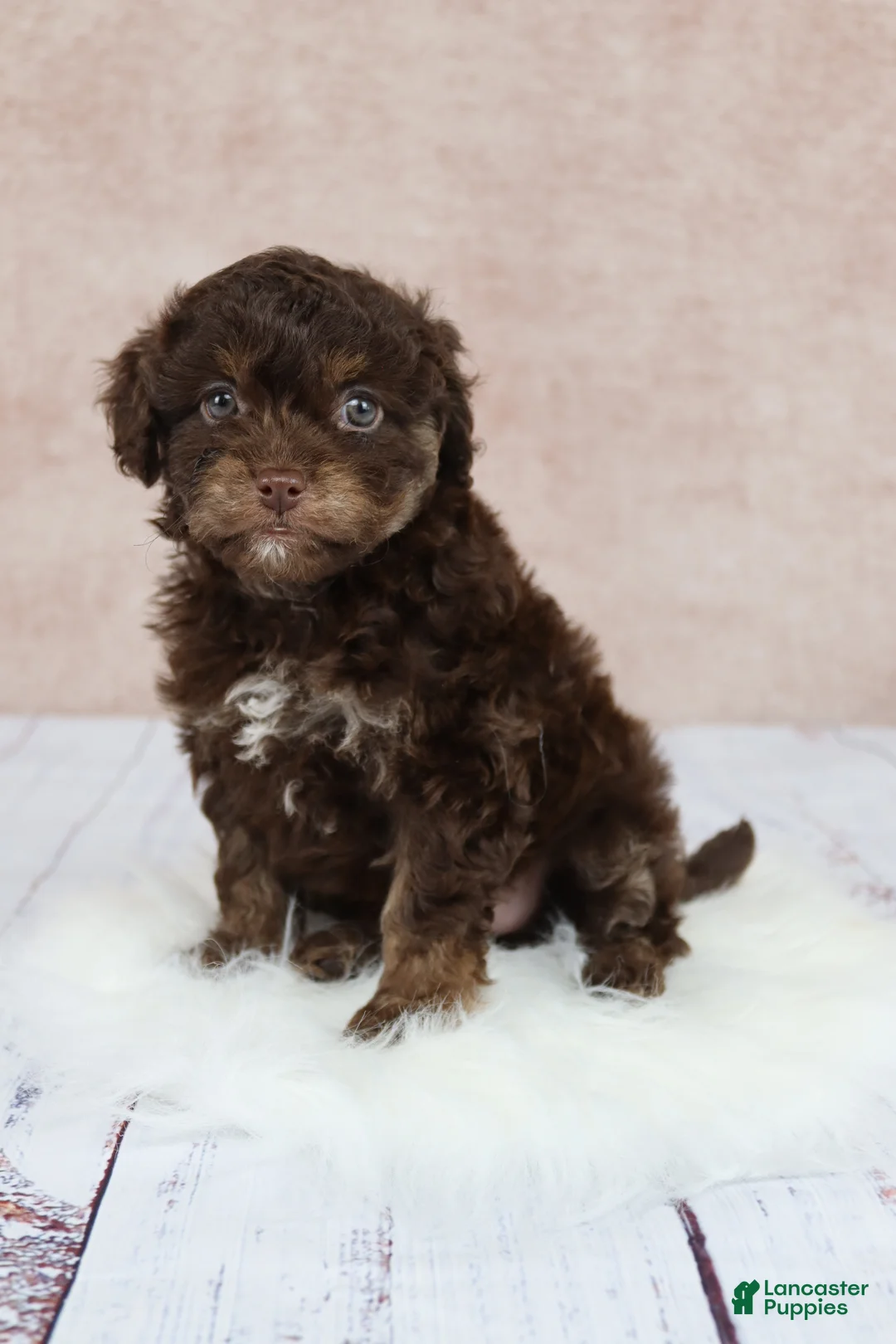 Cavapoo dogs for sale: F1B  Coco - Ad 1