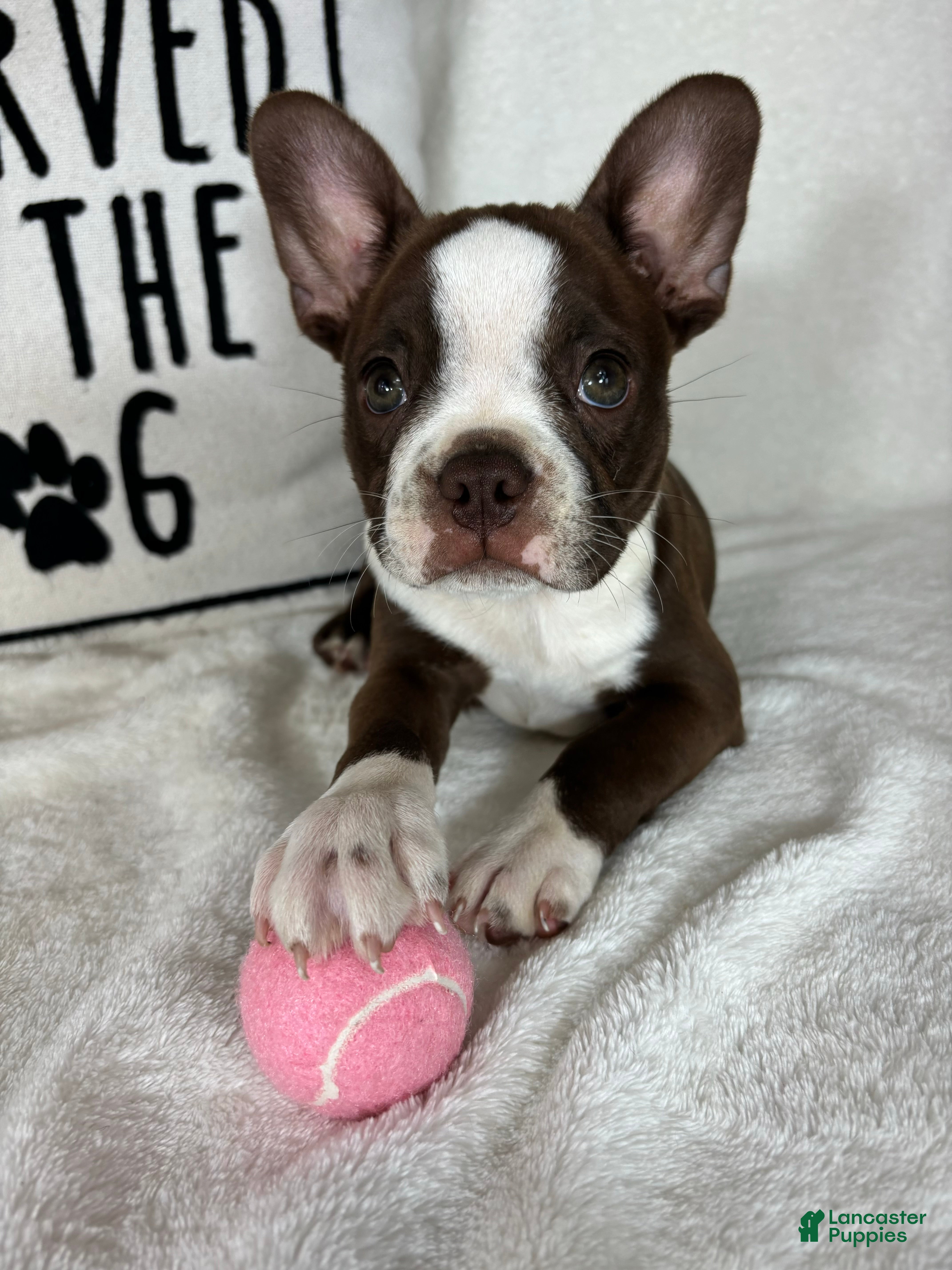 Boston Terrier dogs Betty - Ad 10