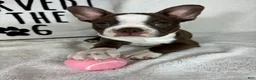 Boston Terrier dogs for sale: Betty - Ad 1