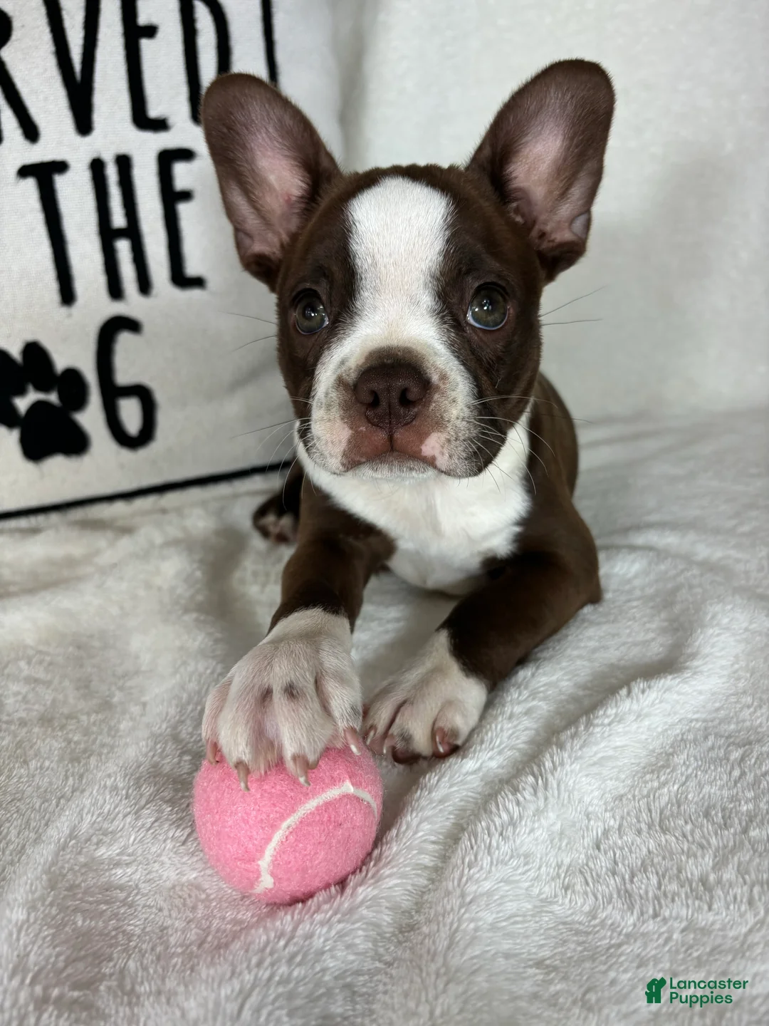 Boston Terrier dogs for sale: Betty - Ad 1