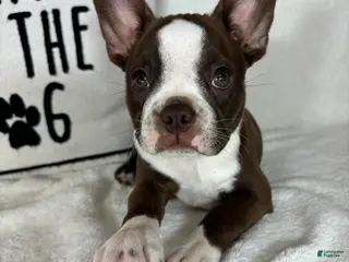 Boston Terrier dogs Betty - Ad 27