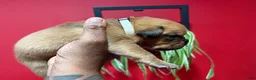 Dogue De Bordeaux dogs for sale: Dogue De Bordeaux Puppy 2 - Ad 1