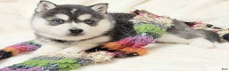 Alaskan Klee Kai dogs for sale: Pudge - Ad 2