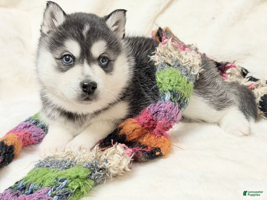 Alaskan Klee Kai dogs for sale: Pudge - Ad 2
