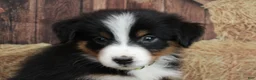 Australian Shepherd dogs for sale: Hazelnut  - Ad 3
