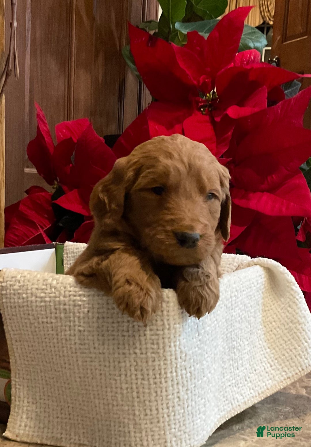 Goldendoodle dogs for sale: Goldendoodle Puppy 5 - Ad 4