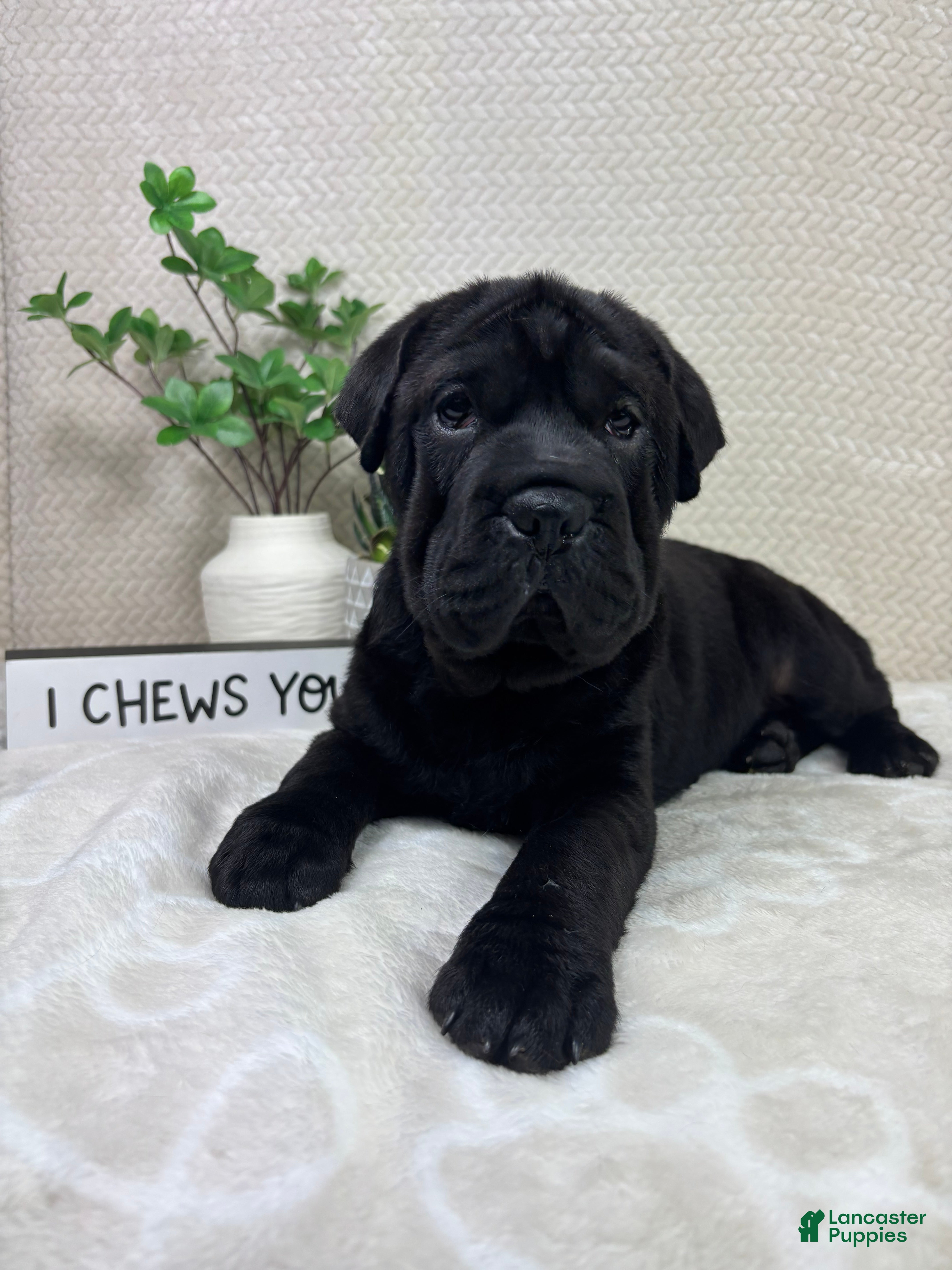 Mini Hippo dogs Mini Hippo Puppy 2 - Ad 9