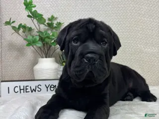 Mini Hippo dogs Mini Hippo Puppy 2 - Ad 9