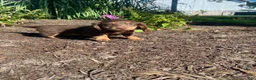 Miniature Dachshund dogs for sale: Skye - Ad 5