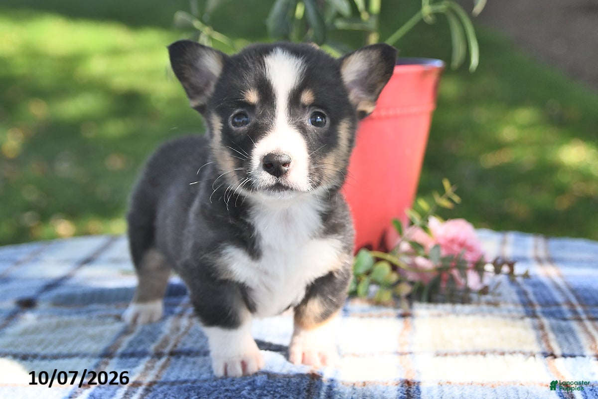 Cinnamon (Pembroke Corgi, Female) in Canajoharie, NY