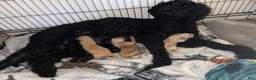 Goldendoodle dogs for sale: Starry - Ad 5
