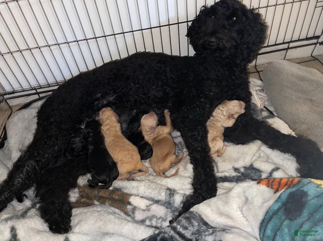 Goldendoodle dogs for sale: Starry - Ad 5