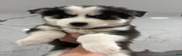 Siberian Husky dogs for sale: Blue - Ad 3