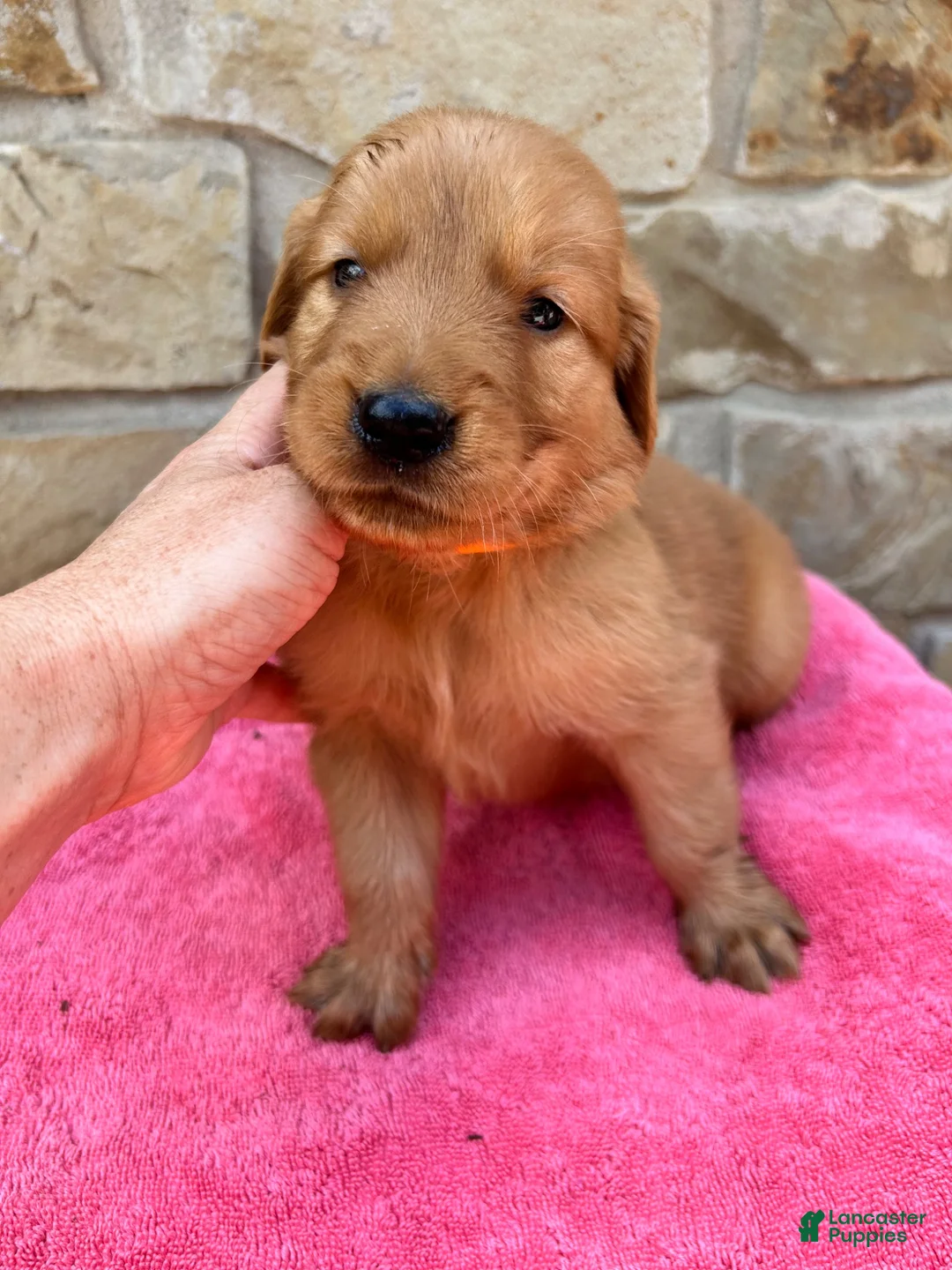 Golden Retriever dogs for sale: Golden Retriever 1 - Ad 1