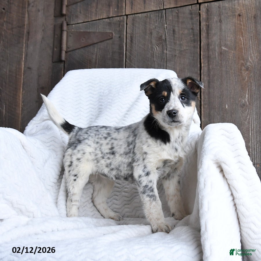 Australian Cattle Dog dogs Mitsey  - Ad 6