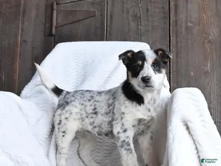 Australian Cattle Dog dogs Mitsey - Ad 6