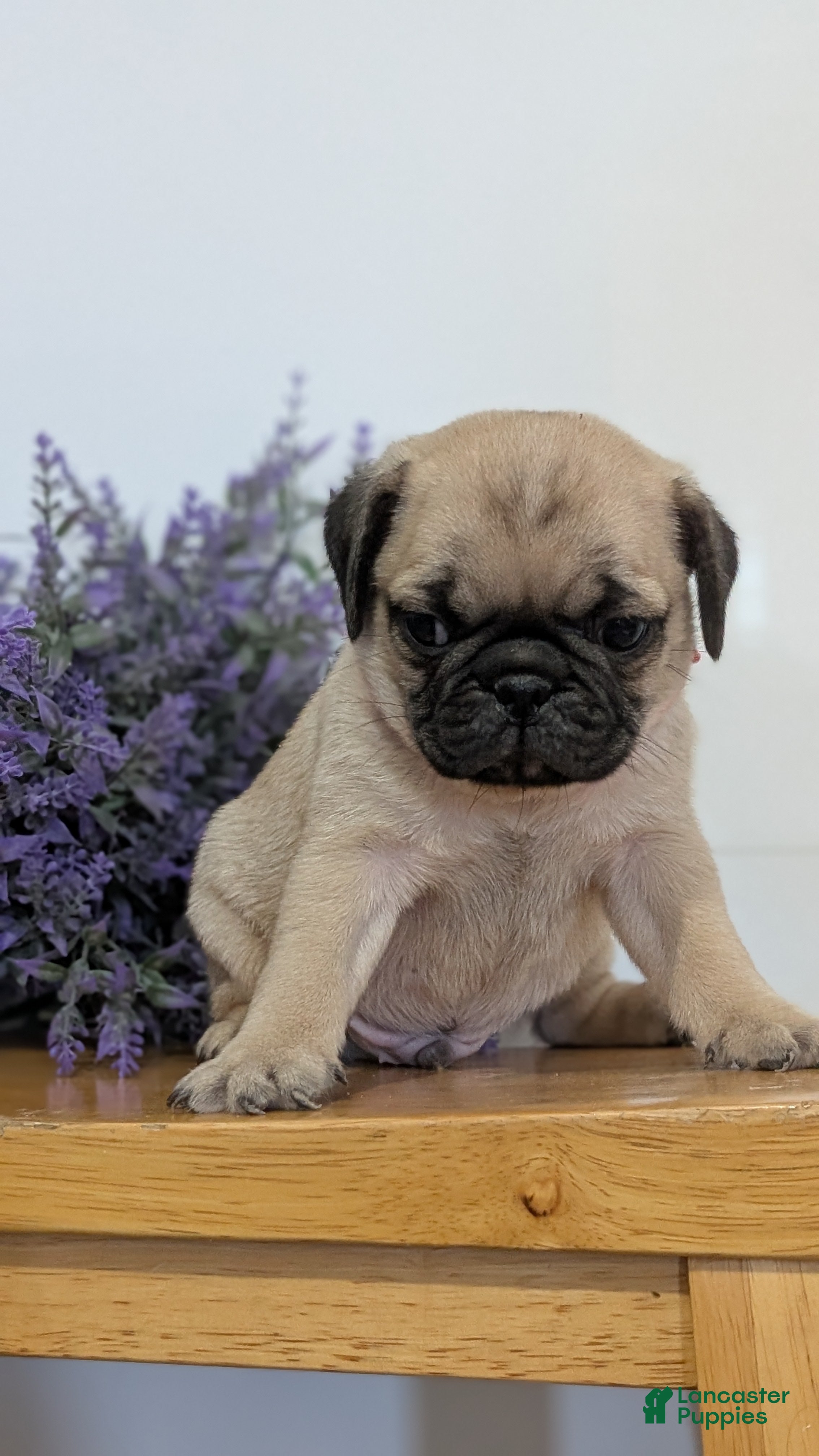 Pug dogs for sale: Nash - Ad 2