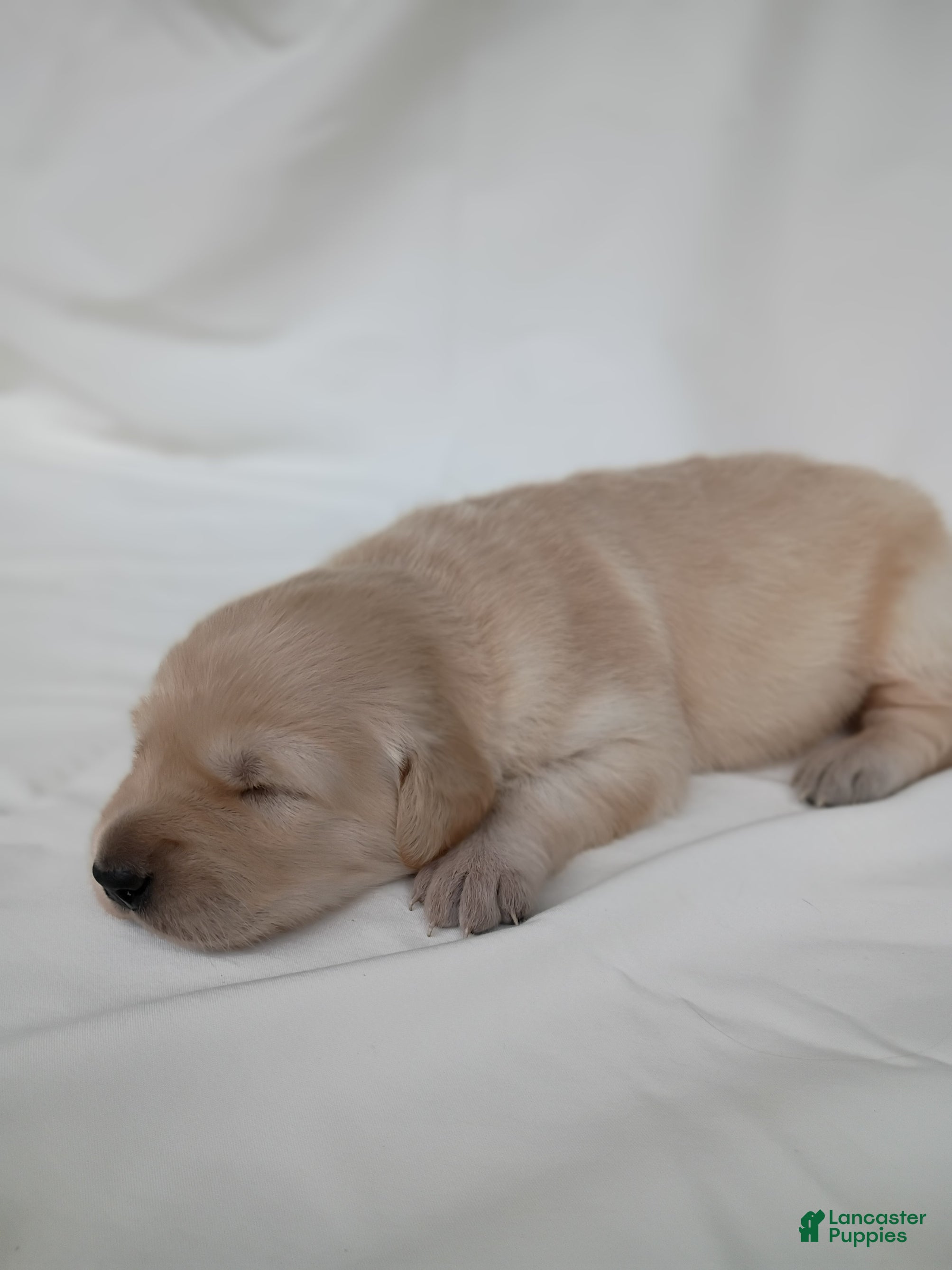 Golden Retriever dogs Golden Retriever 5 - Ad 2