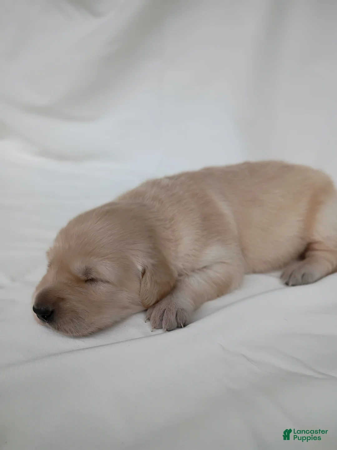Golden Retriever dogs for sale: Golden Retriever 5 - Ad 2