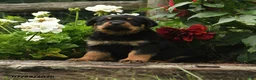 Rottweiler dogs for sale: Wickham - Ad 3