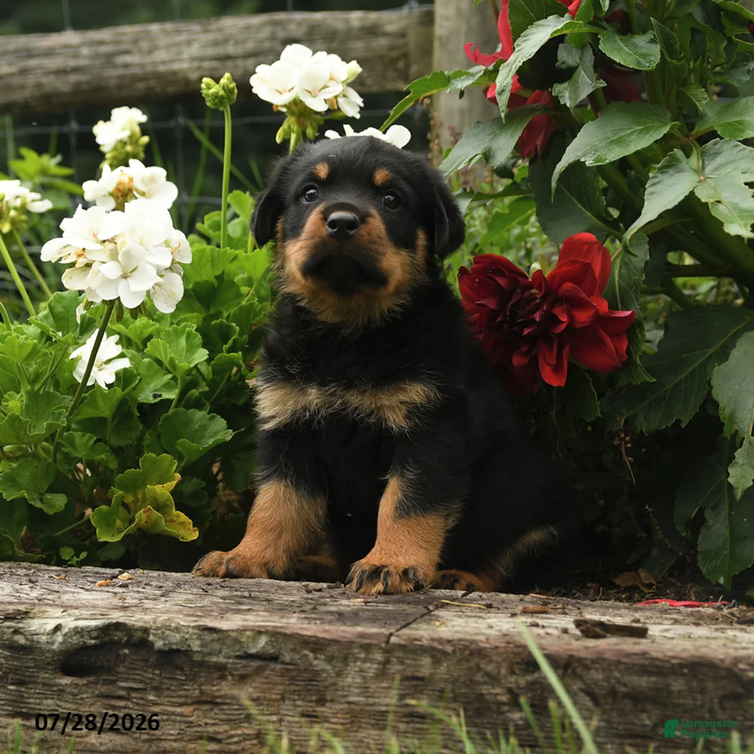 Rottweiler dogs for sale: Wickham - Ad 3