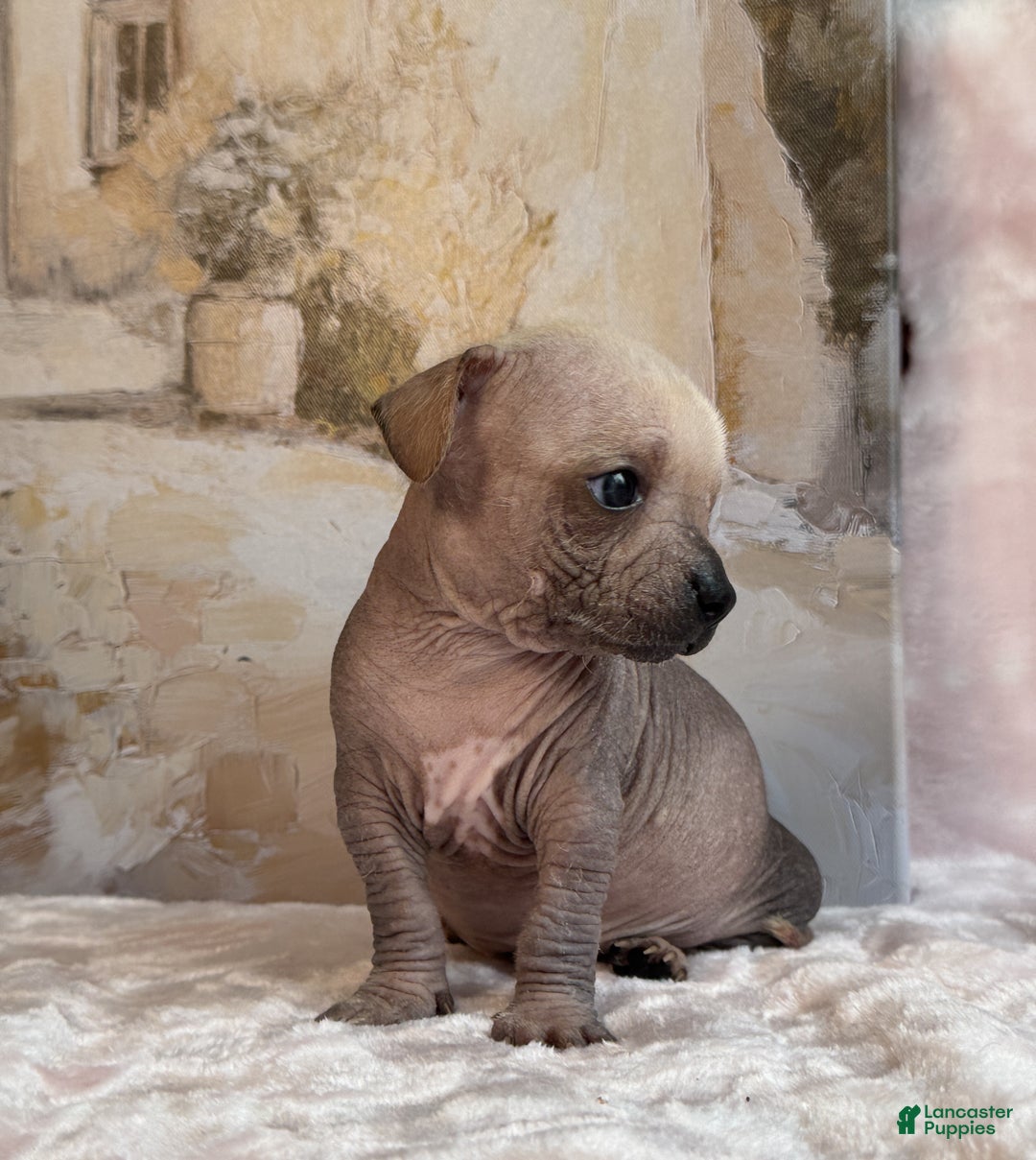 Mixed Breed dogs for sale: Ramstein  - Ad 18