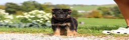 German Shepherd dogs for sale: Rachelle - Ad 5