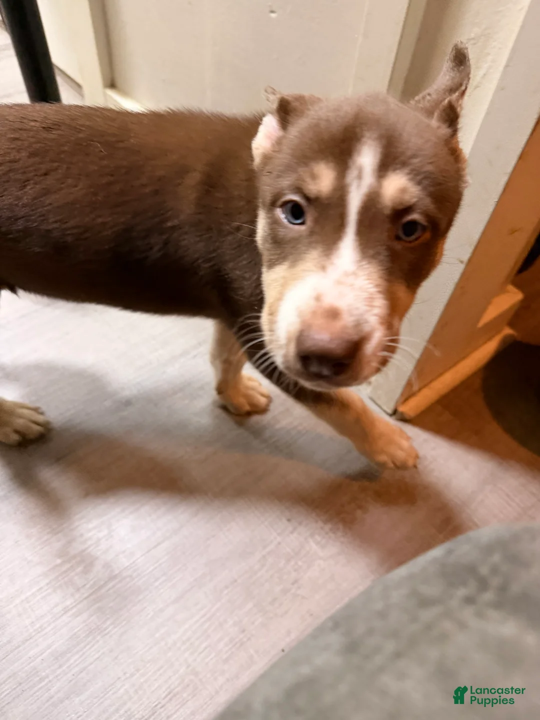 Siberian Husky dogs for sale: Siberian Husky Puppy 3 - Ad 2