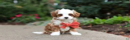 Cavapoo dogs for sale: Mr Bentley - Ad 3