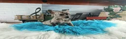 Chihuahua dogs for sale: Mouses blue merle boy - Ad 7