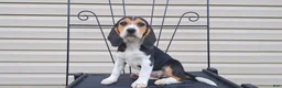 Beagle dogs for sale: PIPER - Ad 3