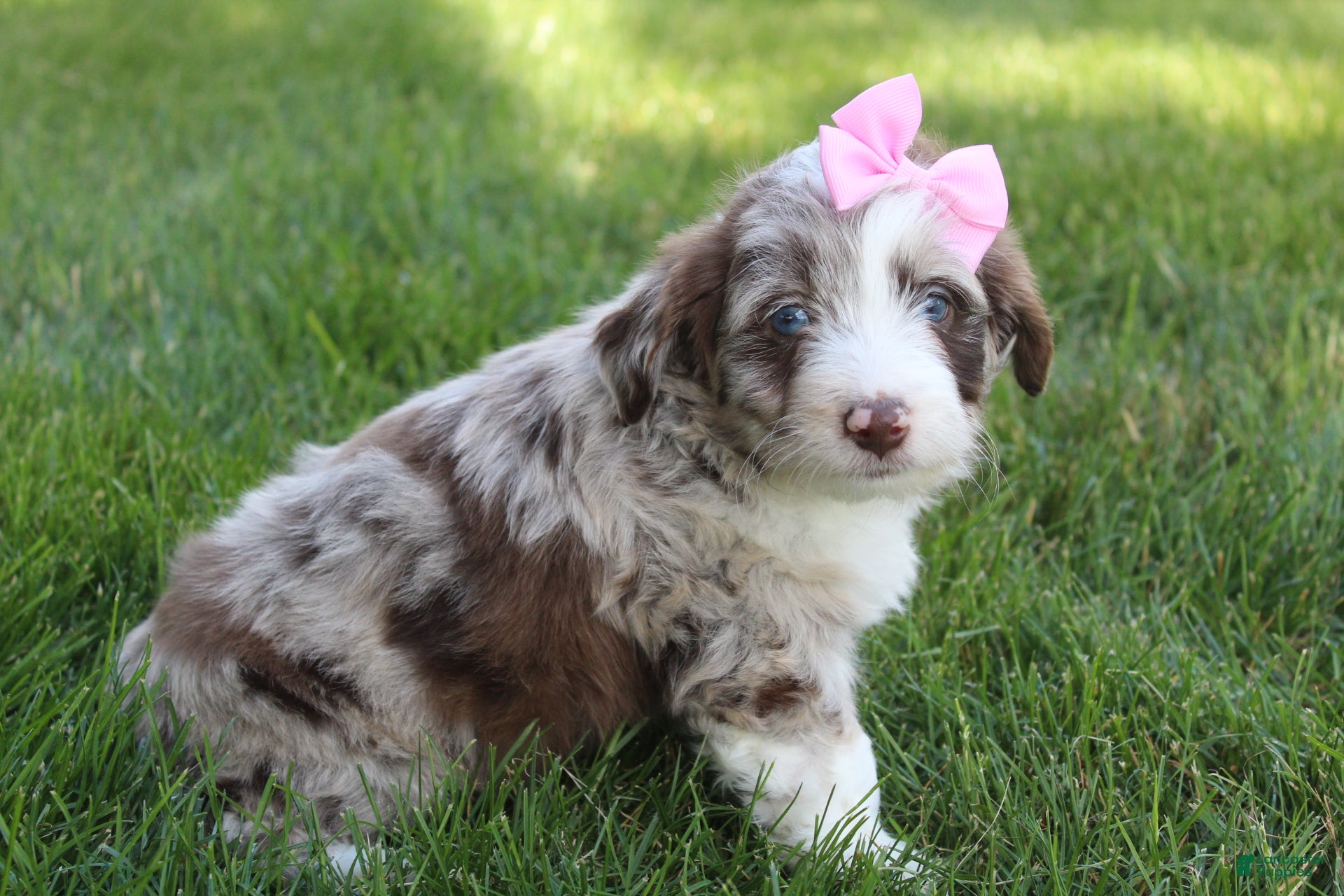 Mini Aussiedoodle dogs for sale: June 🎀 - Ad 8