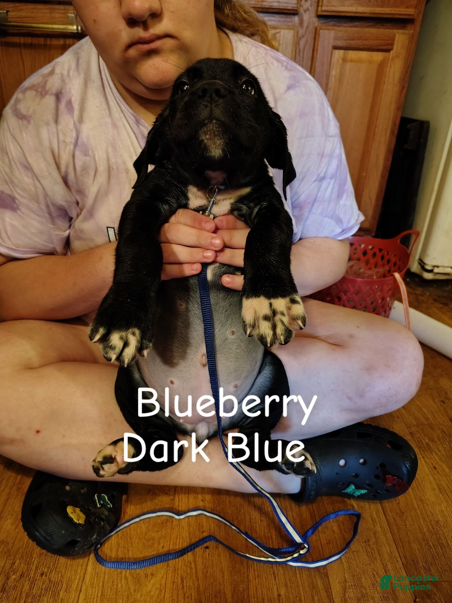 Cane Corso dogs Cane Corso 1 - Ad 40