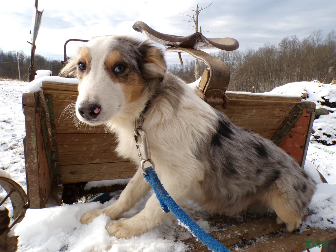 Mixed Breed dogs for sale: Mixed Breed Puppy 2 Sam - Ad 4