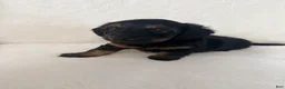 Dorkie dogs for sale: Sierra - Ad 4
