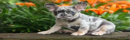 French Bulldog dogs for sale: Knox 💙 - Ad 11