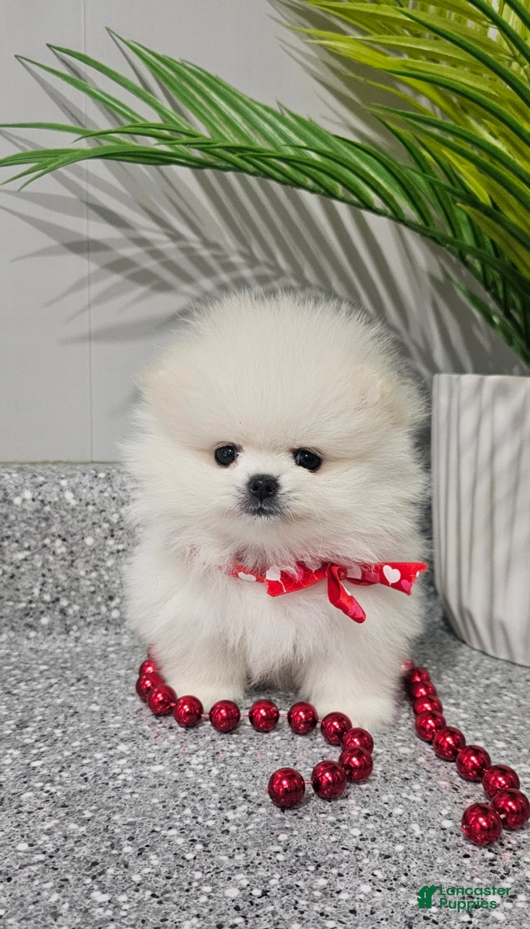 Pomeranian dogs for sale: Tiny Snow Fairy - Ad 3