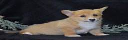 Welsh Corgi Pembroke dogs for sale: Mia - Ad 8