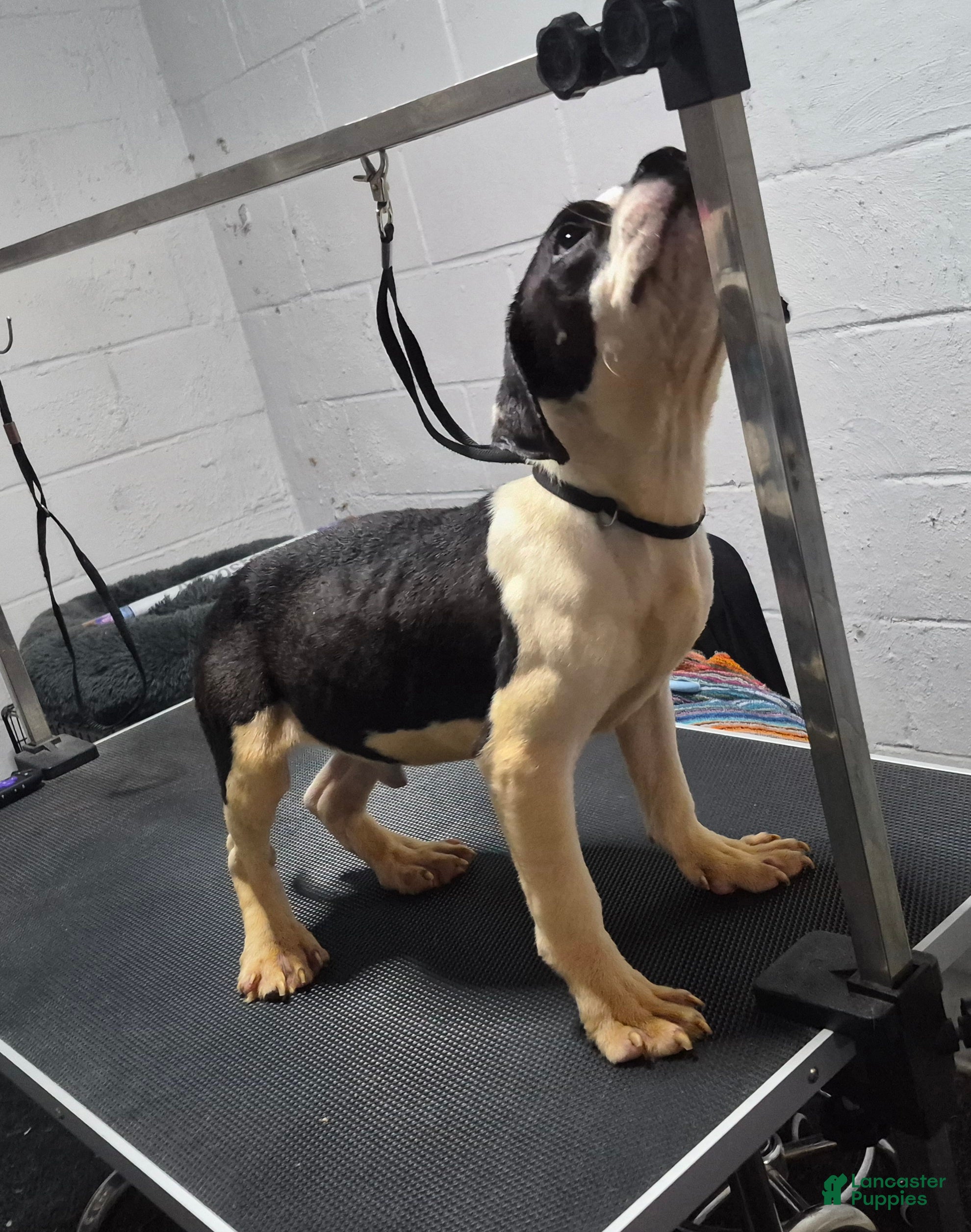 American Bully dogs American Bully Puppy Boss Hog - Ad 2
